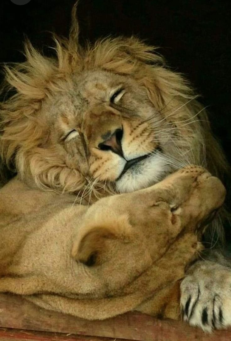 Львы спят в обнимку