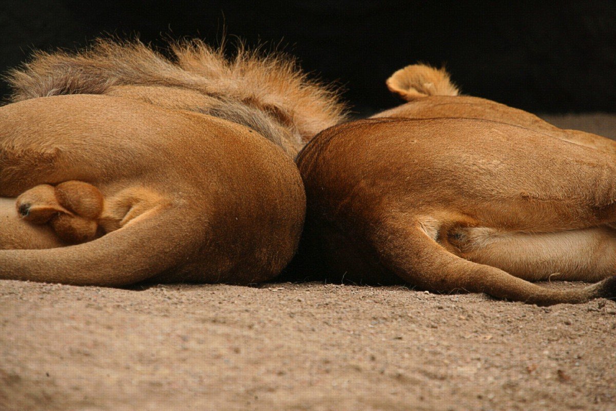 Беременная львица