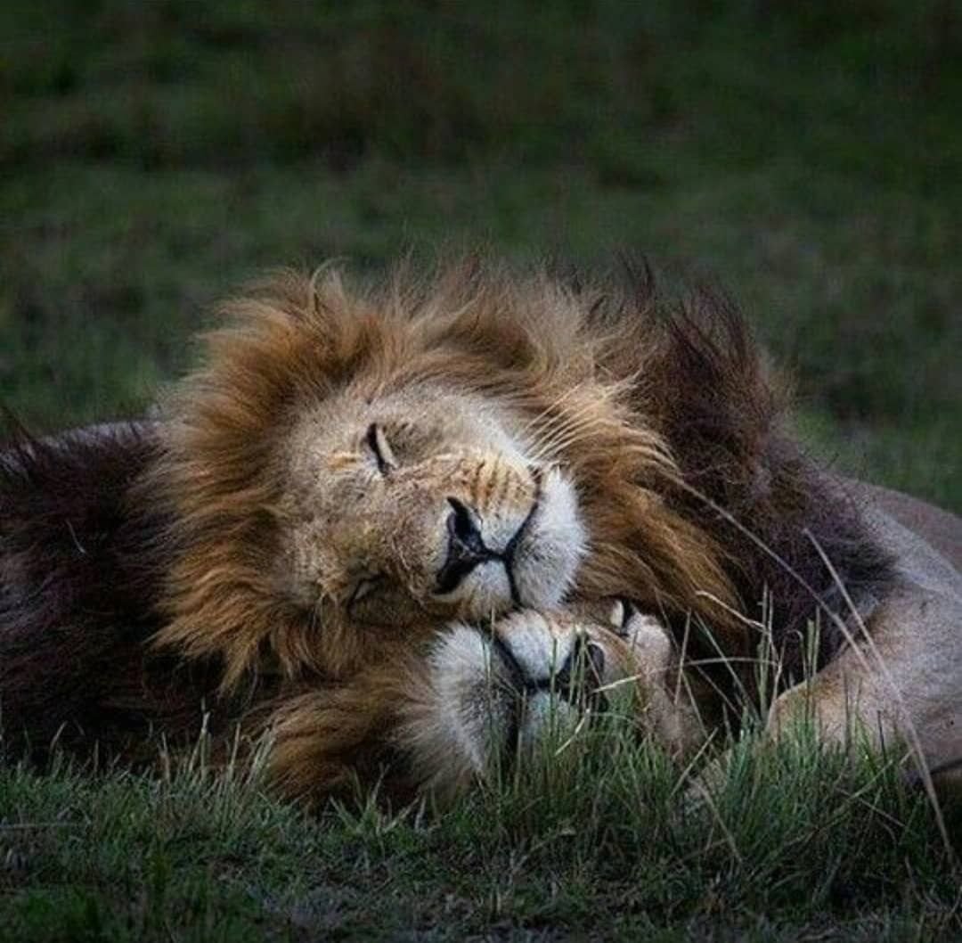 Лев и кошка