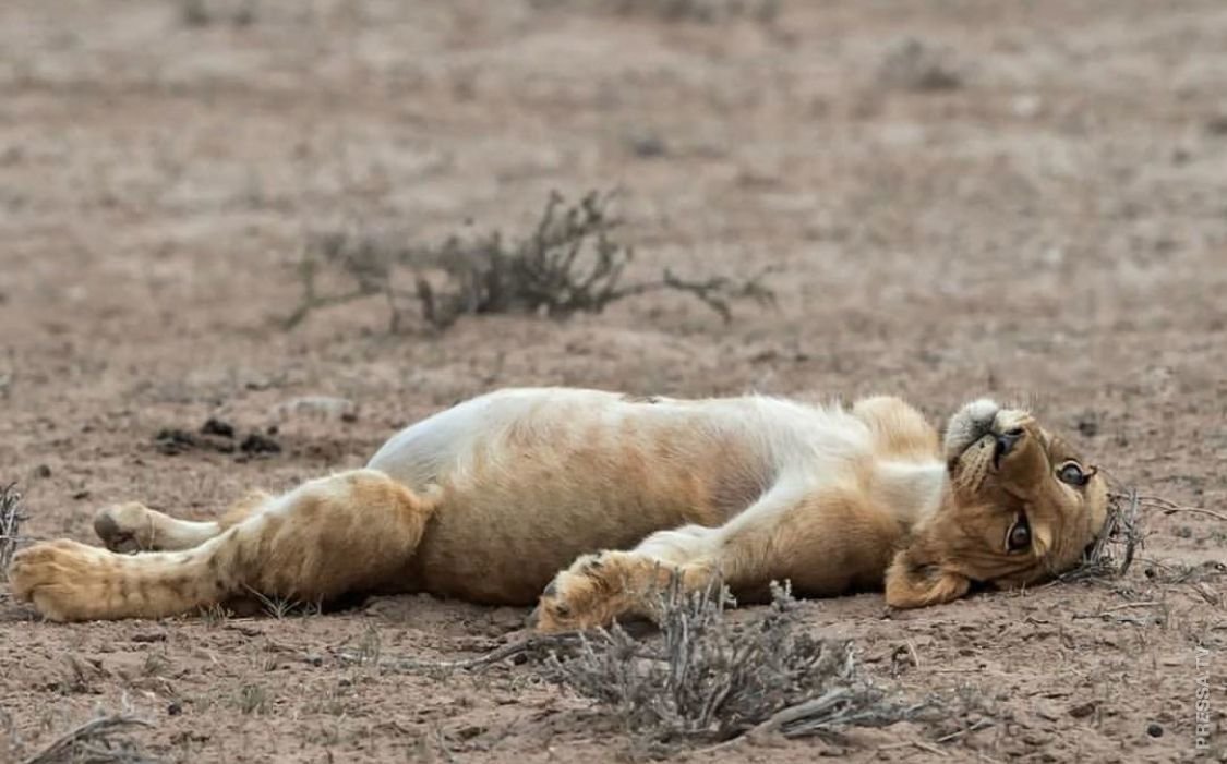 Львица спит