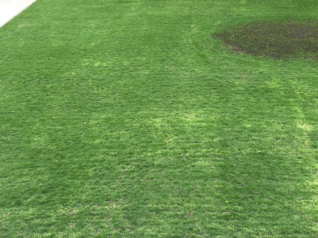 Трава с цветами вектор