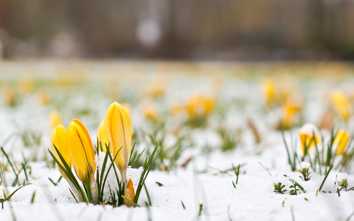 Цветы в снегу