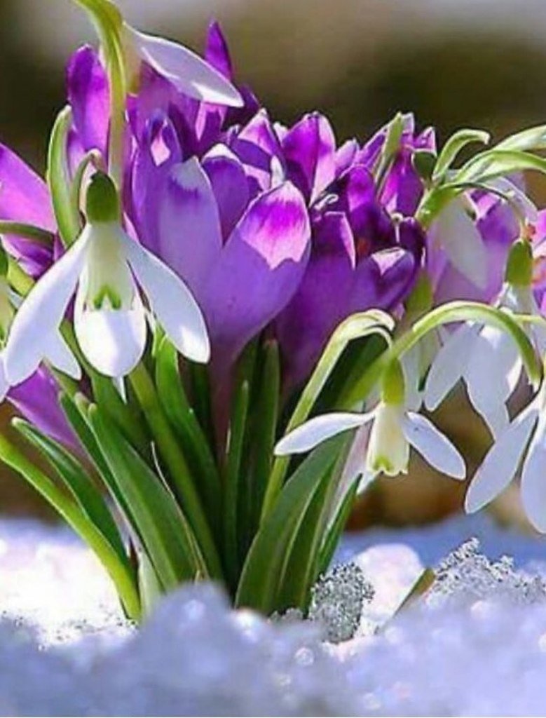 Желтые цветы в снегу