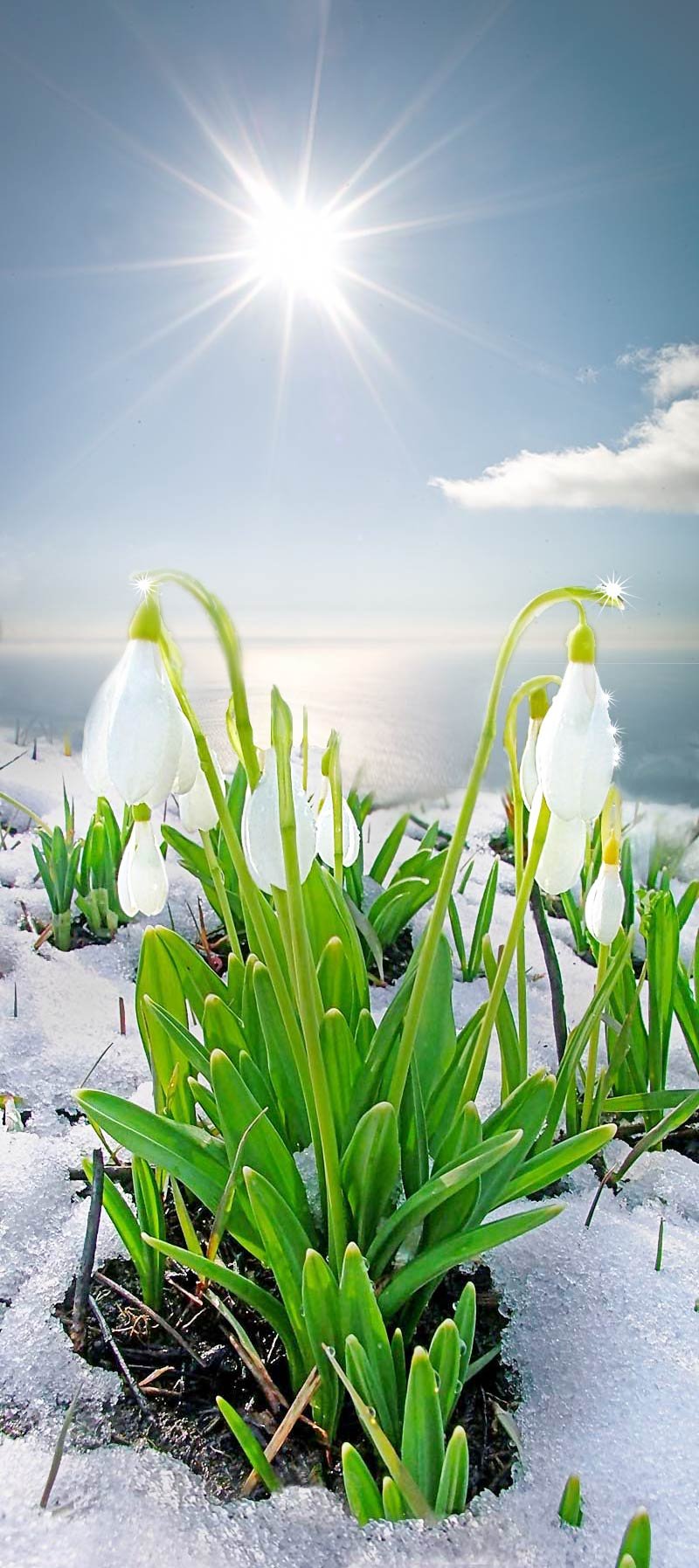 Желтые первоцветы крокусы