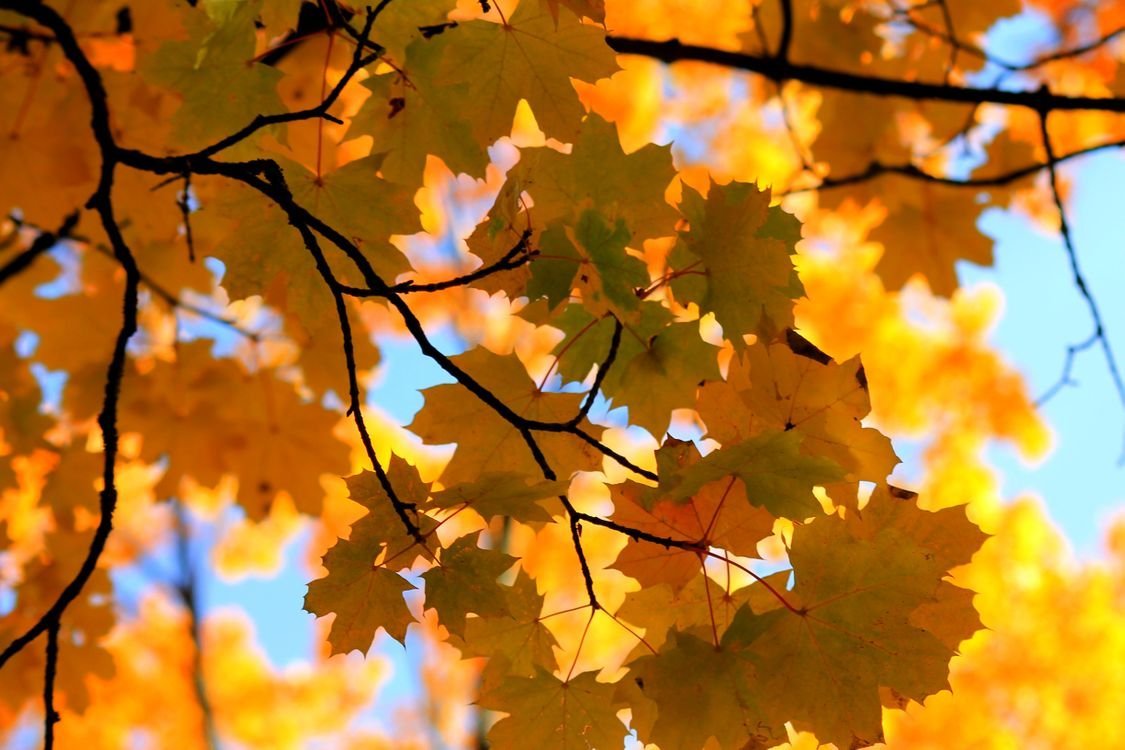 Листопад осенью