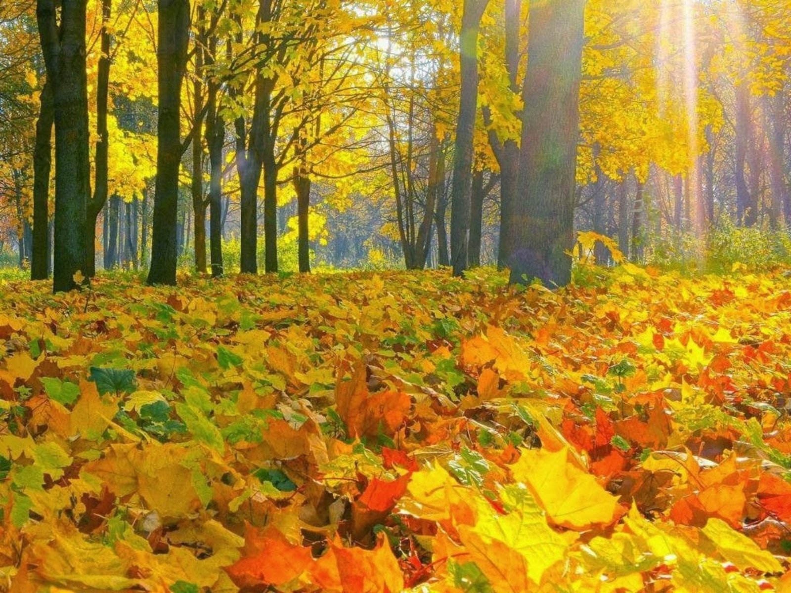 Он приятно для глаз пестреет своими садами. Осень. Листопад в лесу. Осенний листопад. Осенний листопад в саду.