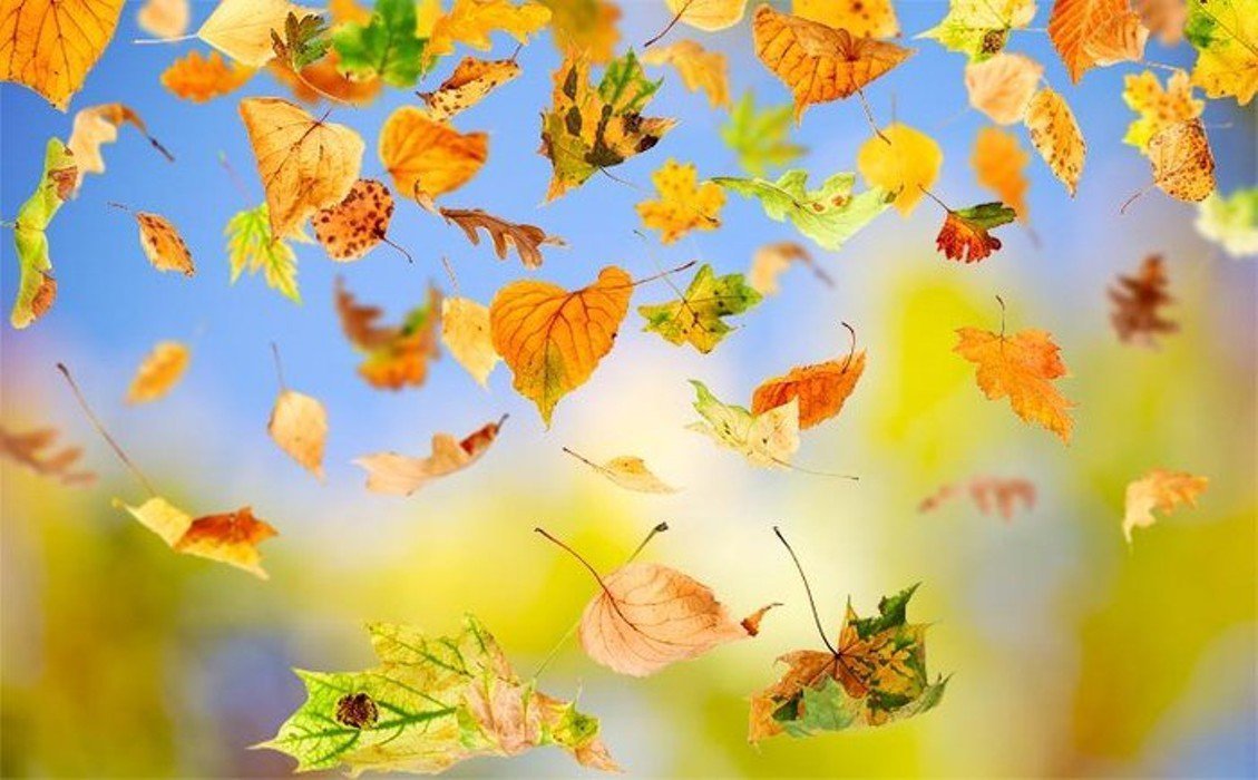 Осенний листопад и девушка