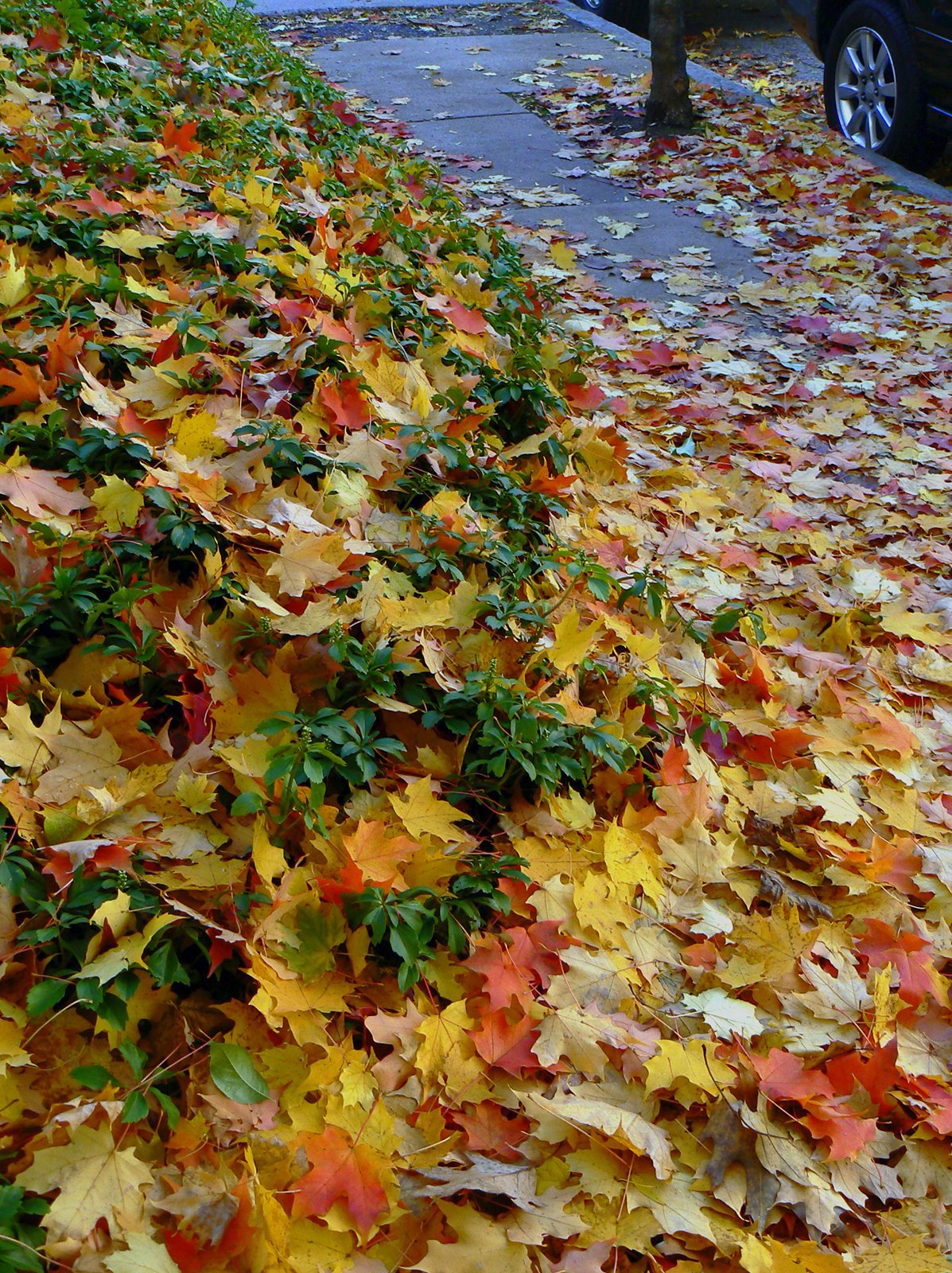 Осенний сад