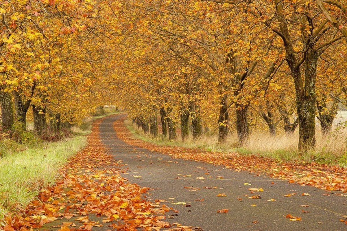 На ковре из желтых листьев