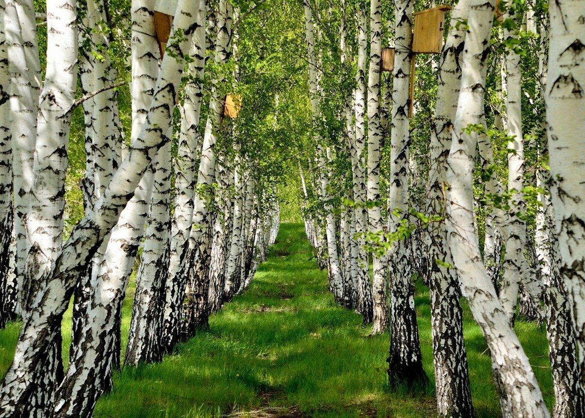 Пушкиногорье Березовая роща