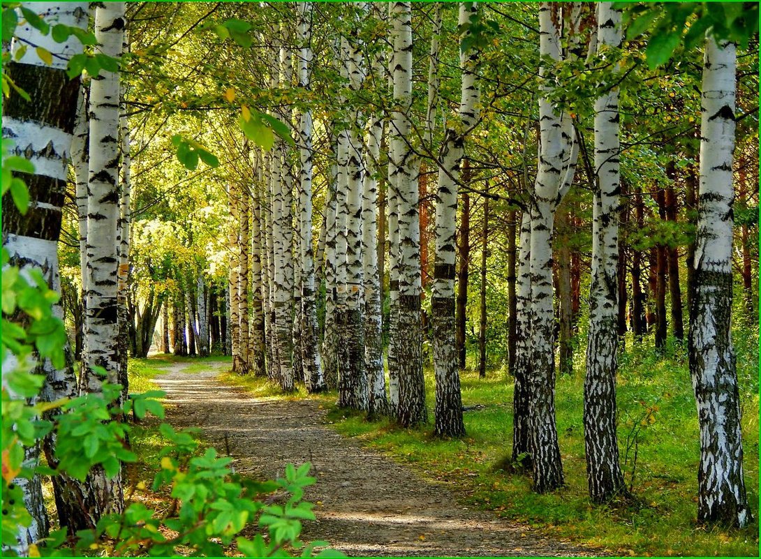 Березовая роща Кисловодск