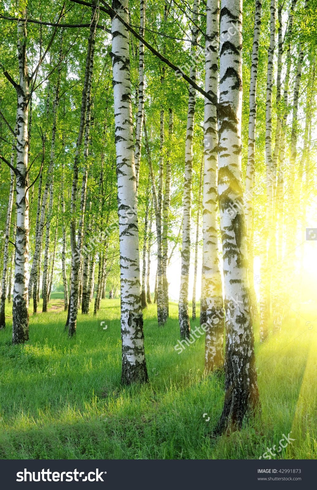 Березовый лес