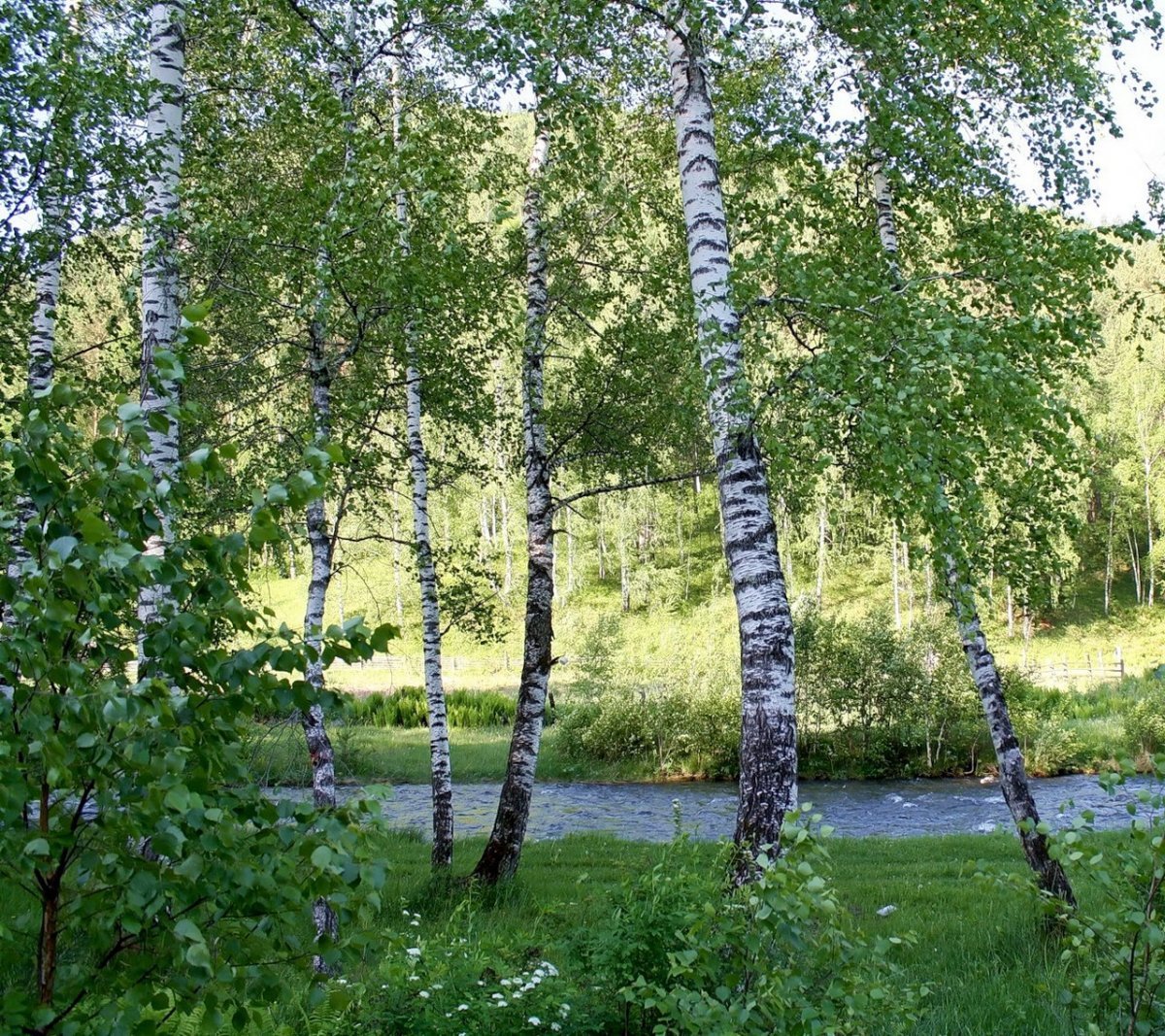 Белоствольная береза