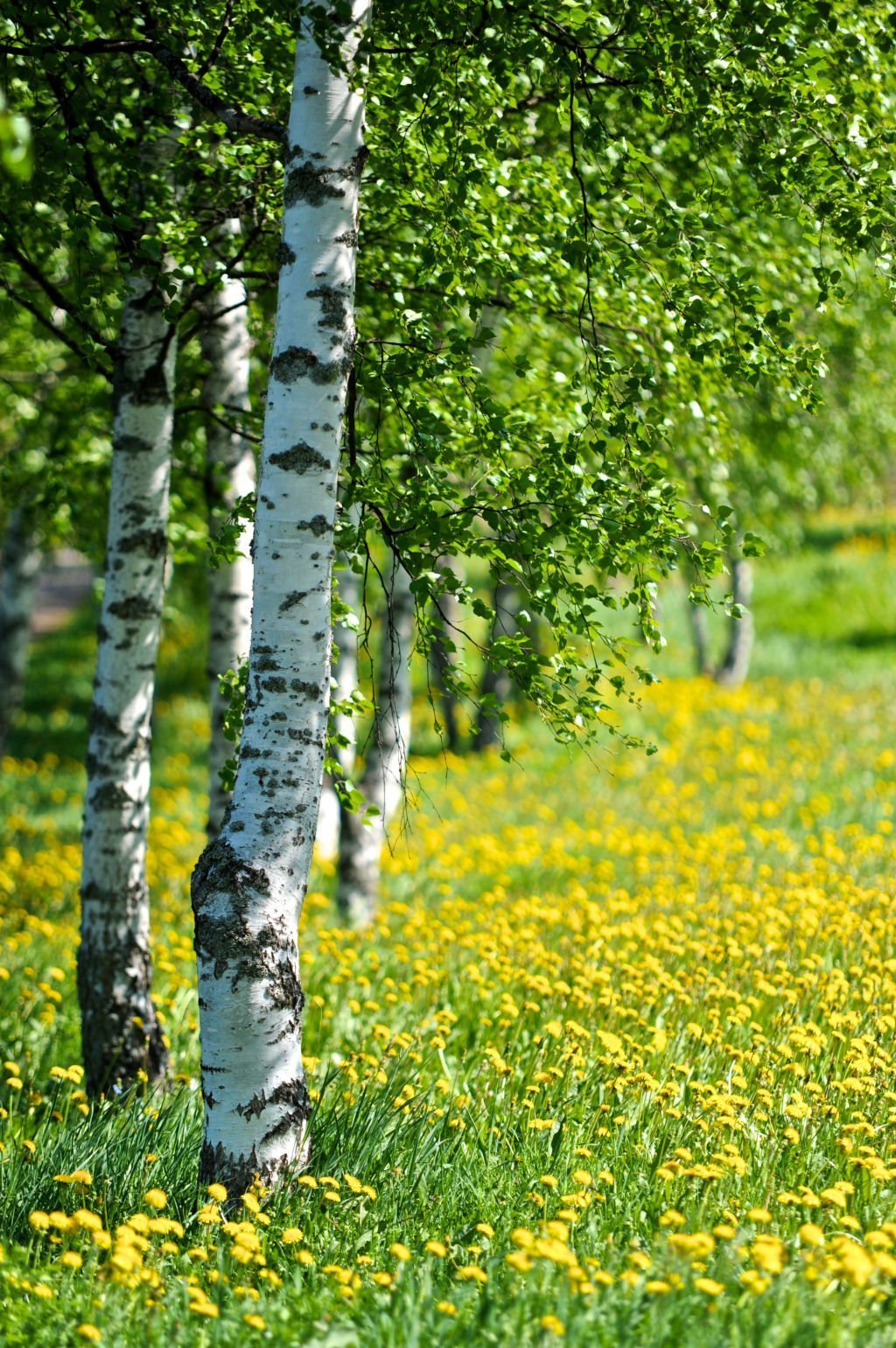 Красивая береза