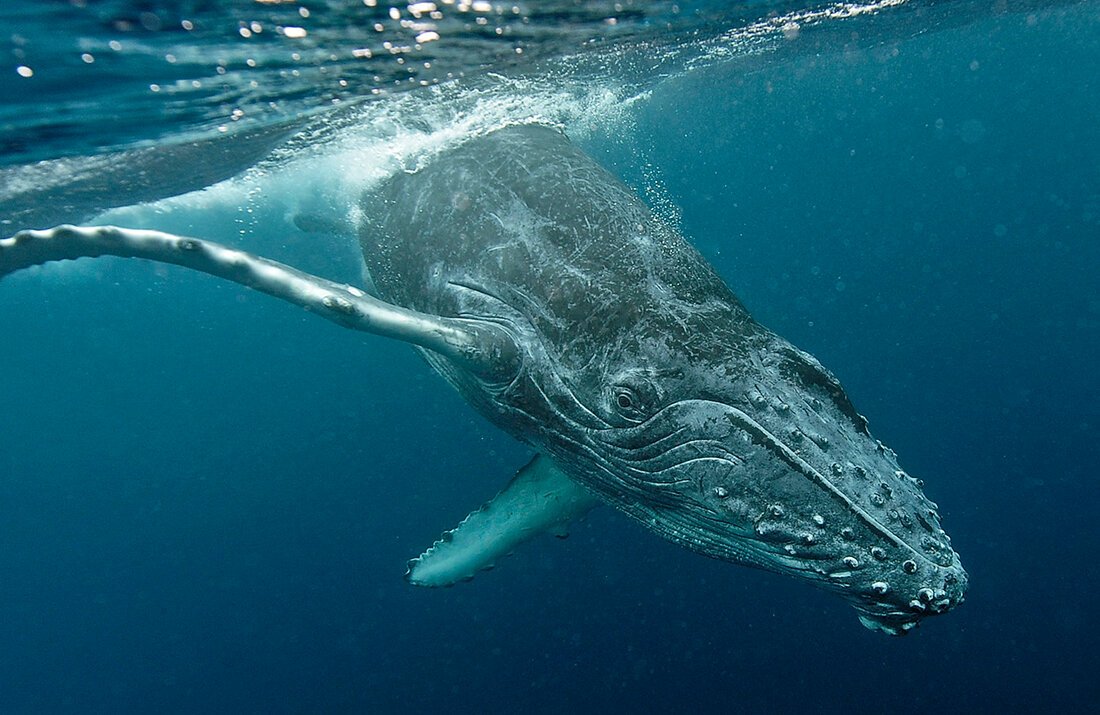 Подводный фотограф Лягушкин