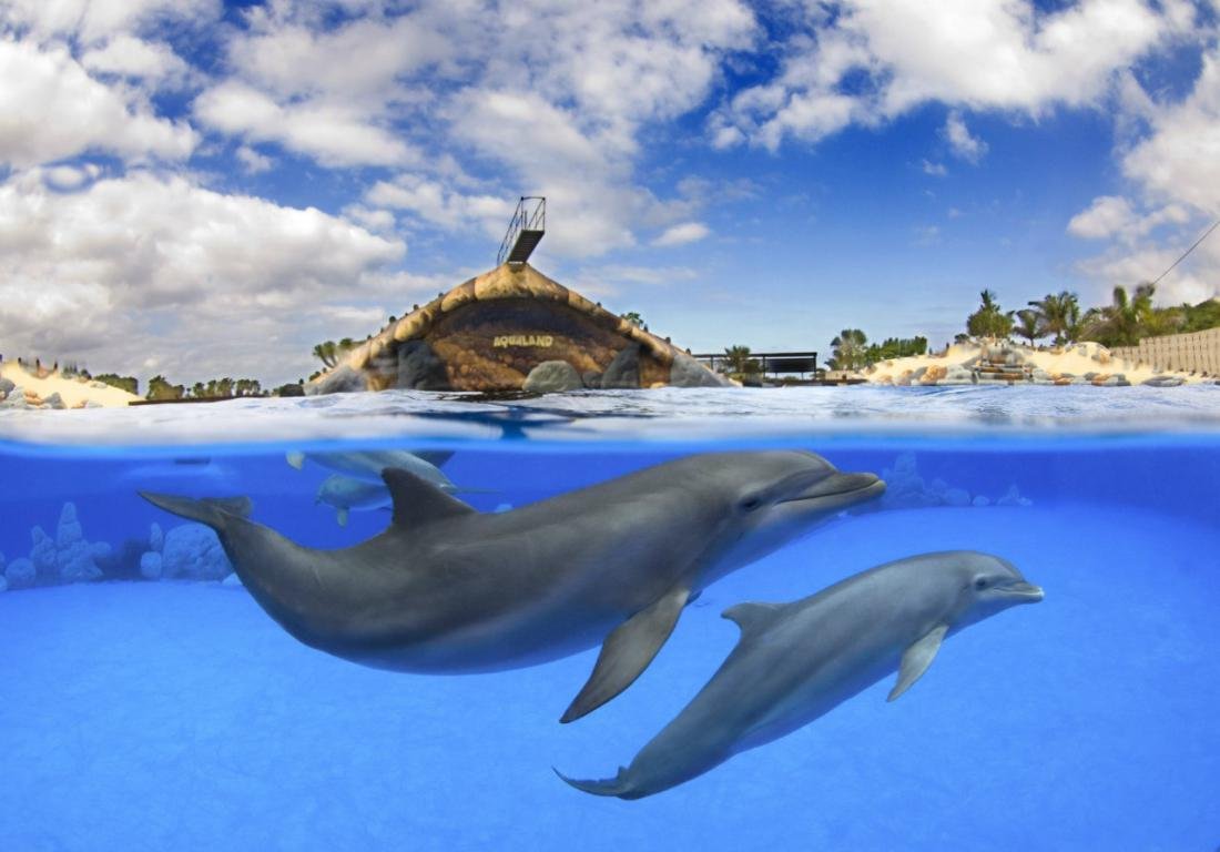 Кит и Касатка и Дельфин