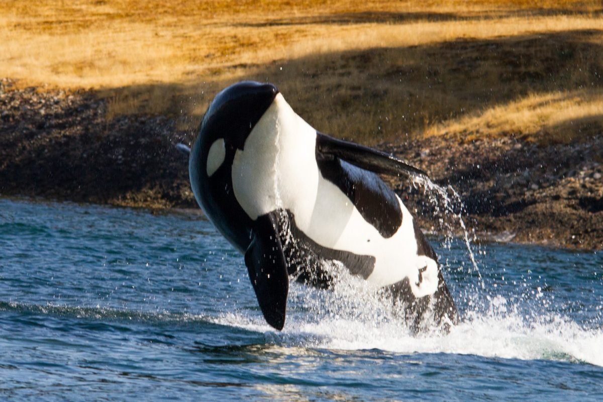 Christian Riese lassen касатки