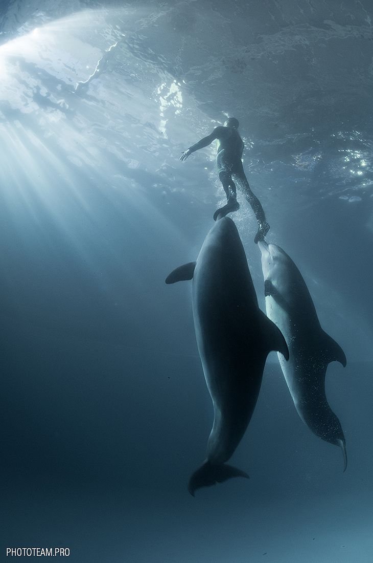 Косатка Бражникова