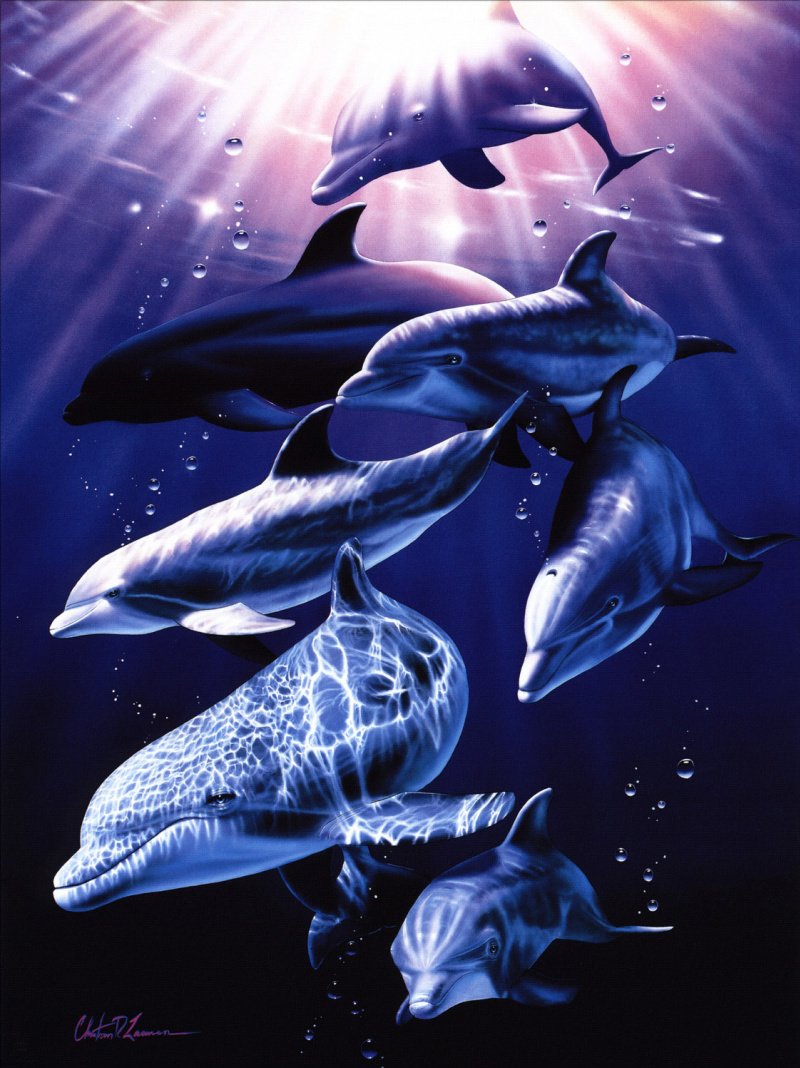 Морской мир касатки