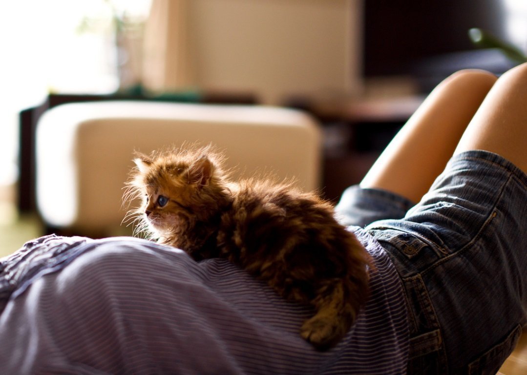 Котята милашки