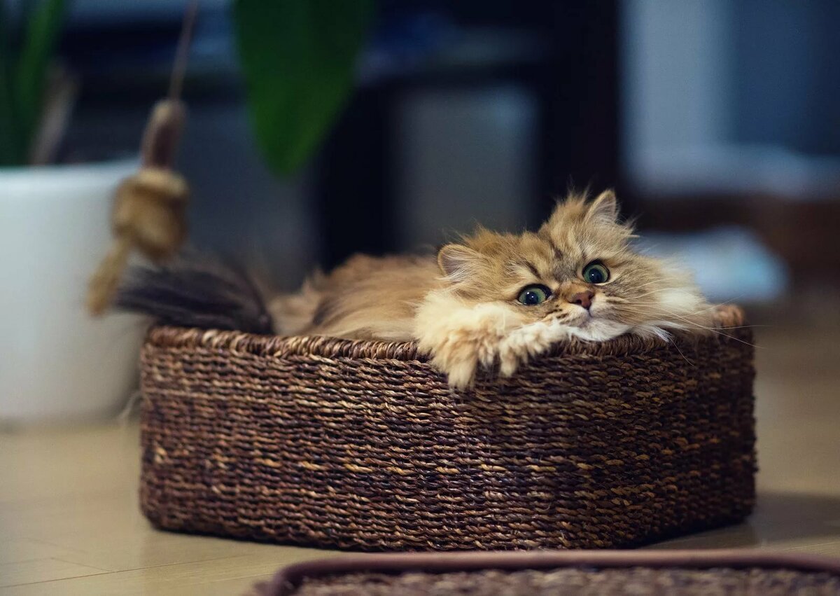 Милые котики