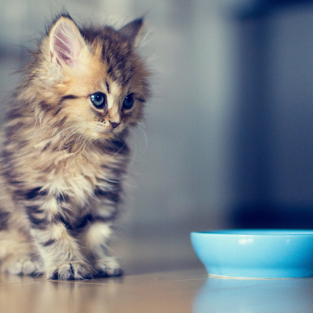 Красивые кошки