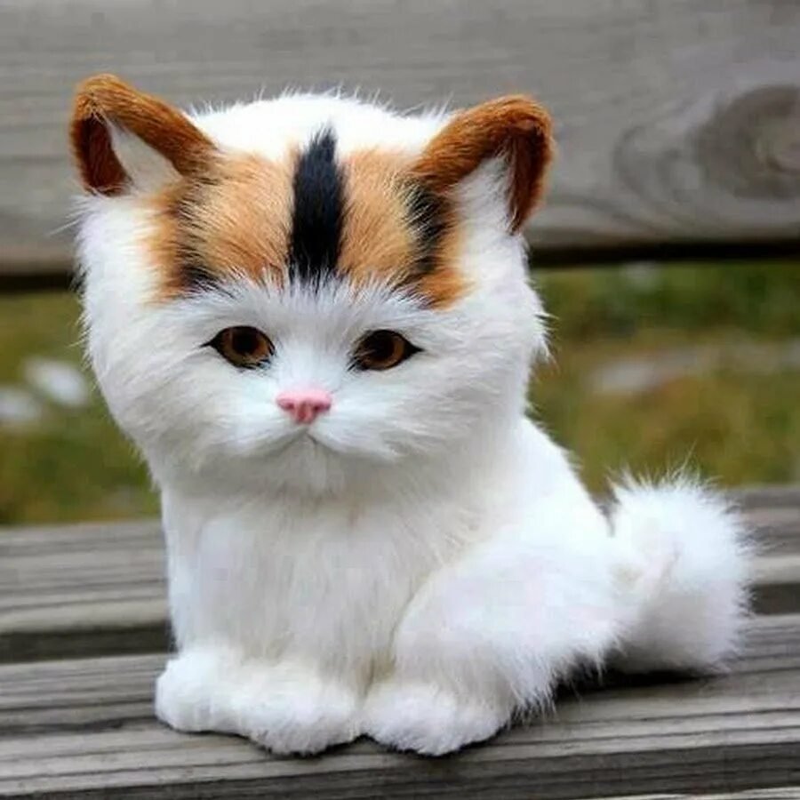 Милые котята