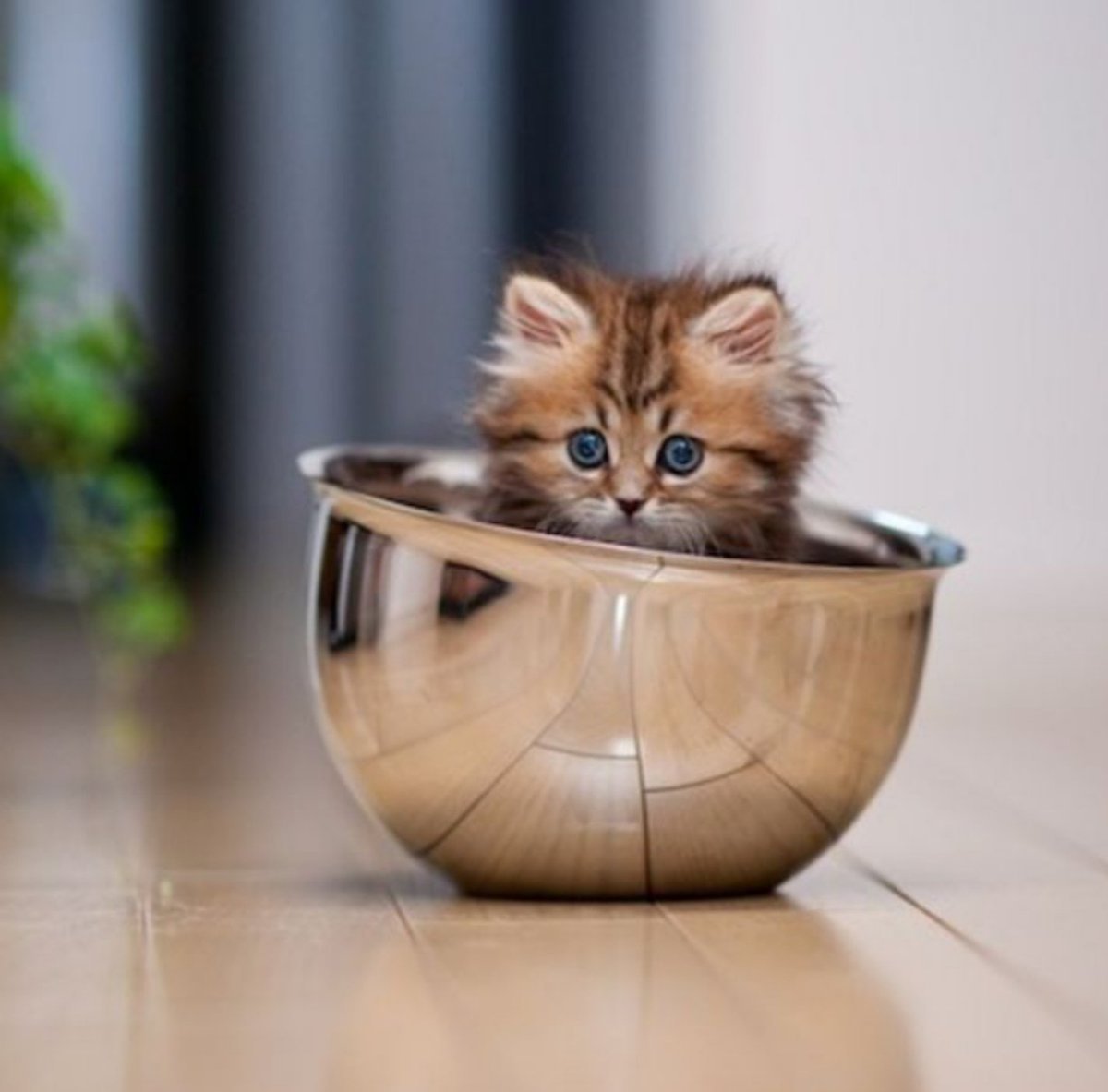 Самые милые котята