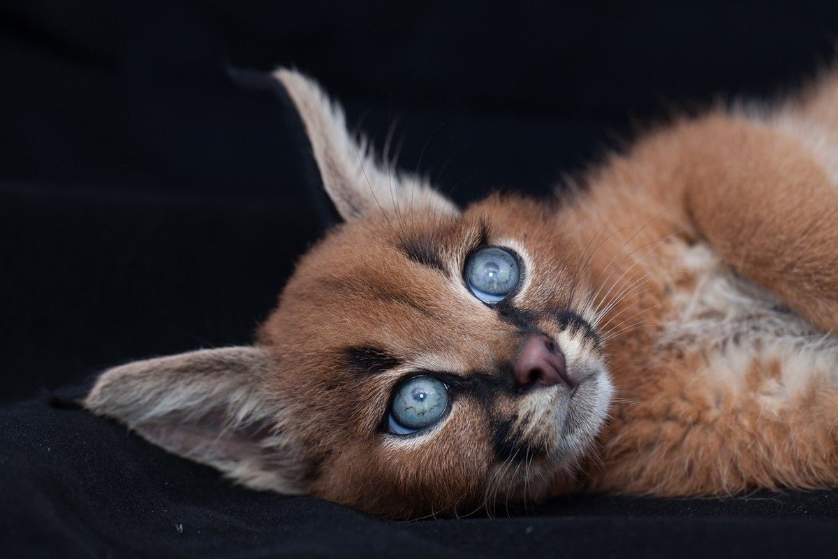 Оцелот малыш