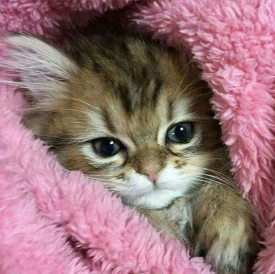 Самые милые котята в мире картинки