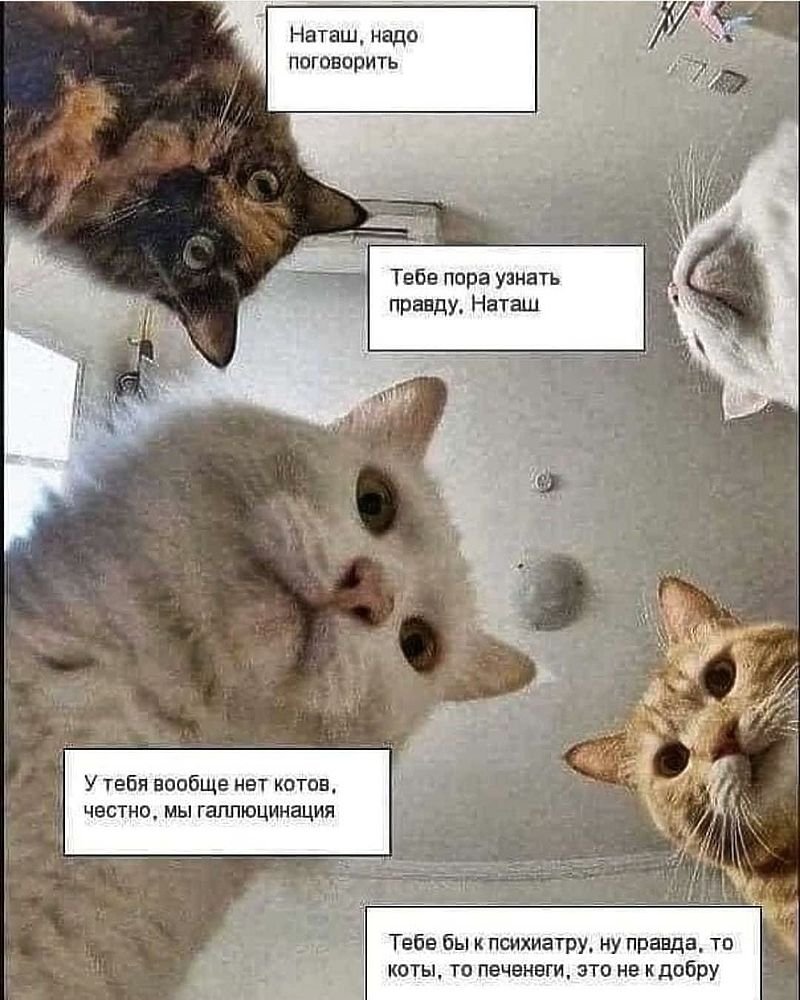 Мемы с котами