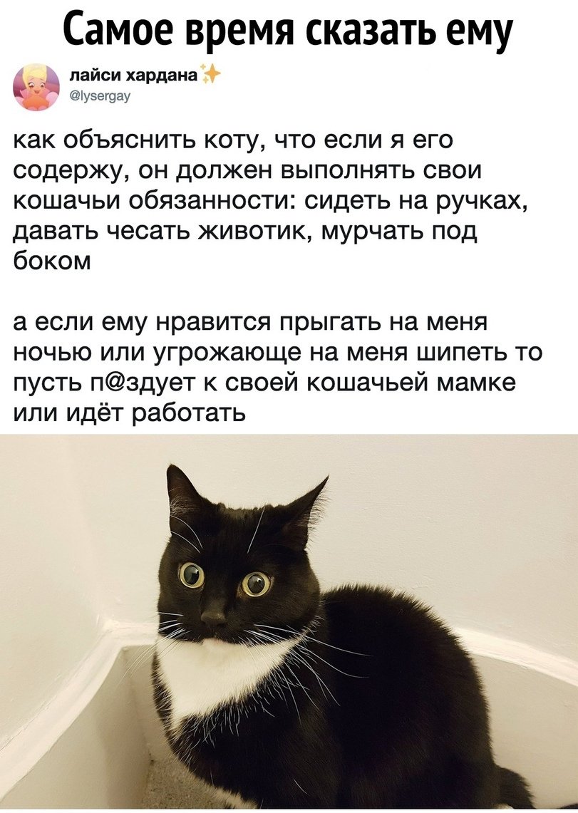 Наташа и коты мемы