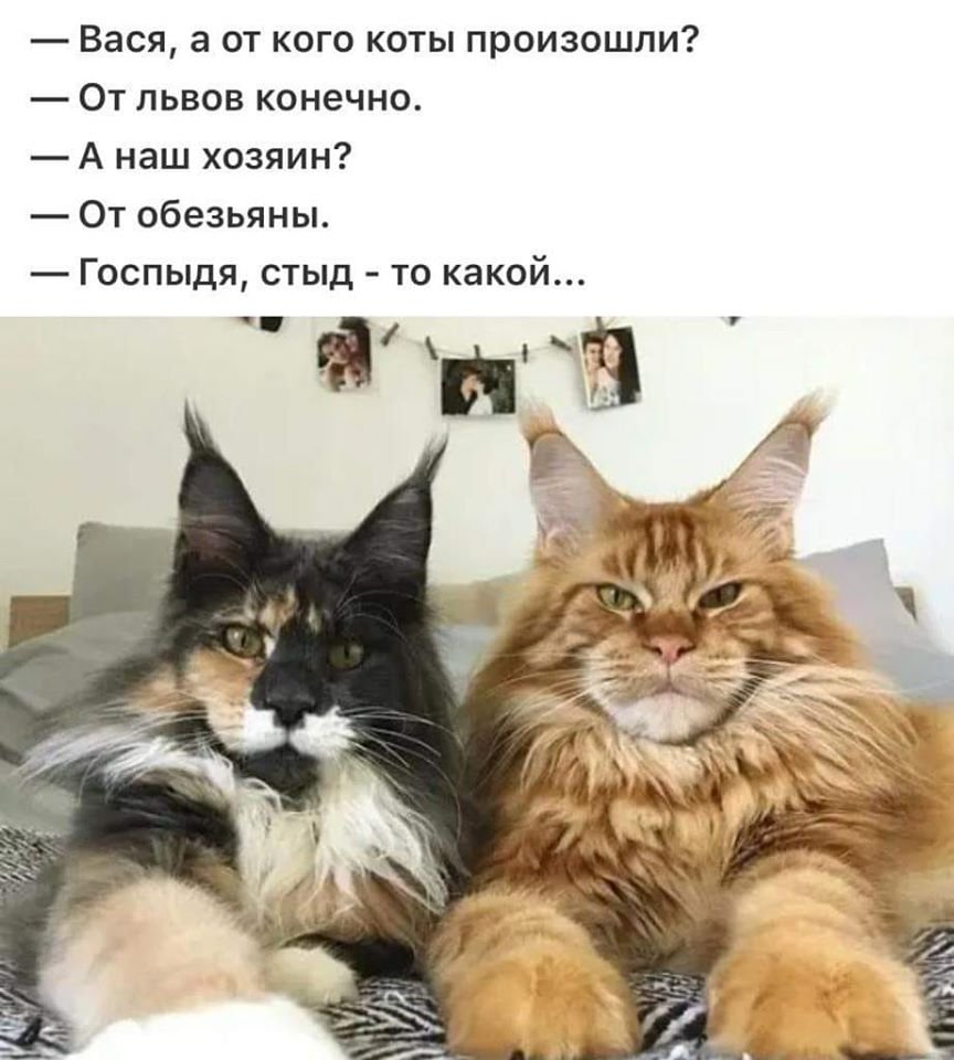 Смешные мемы с котами