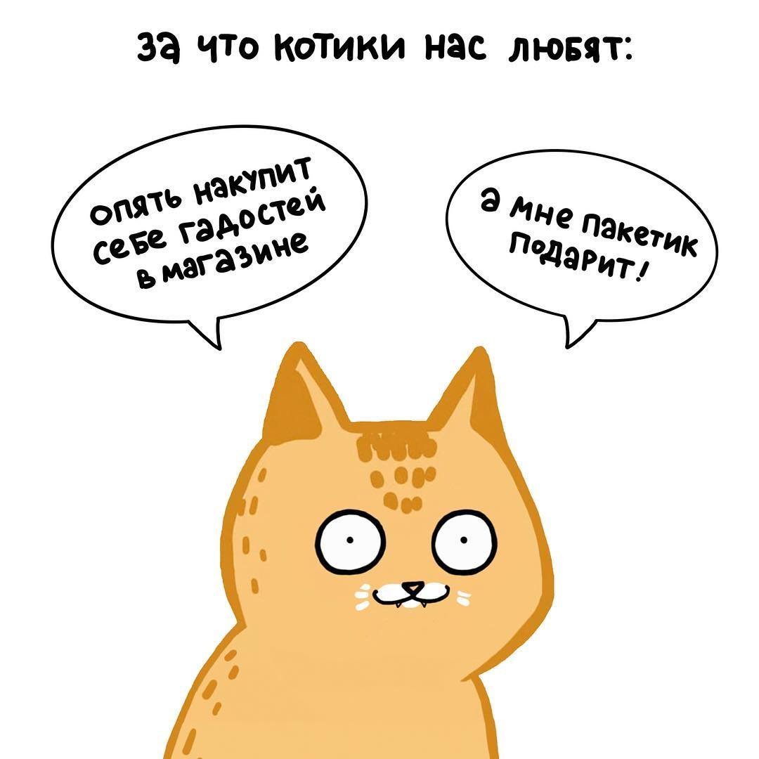 Мемы с нарисованными котами