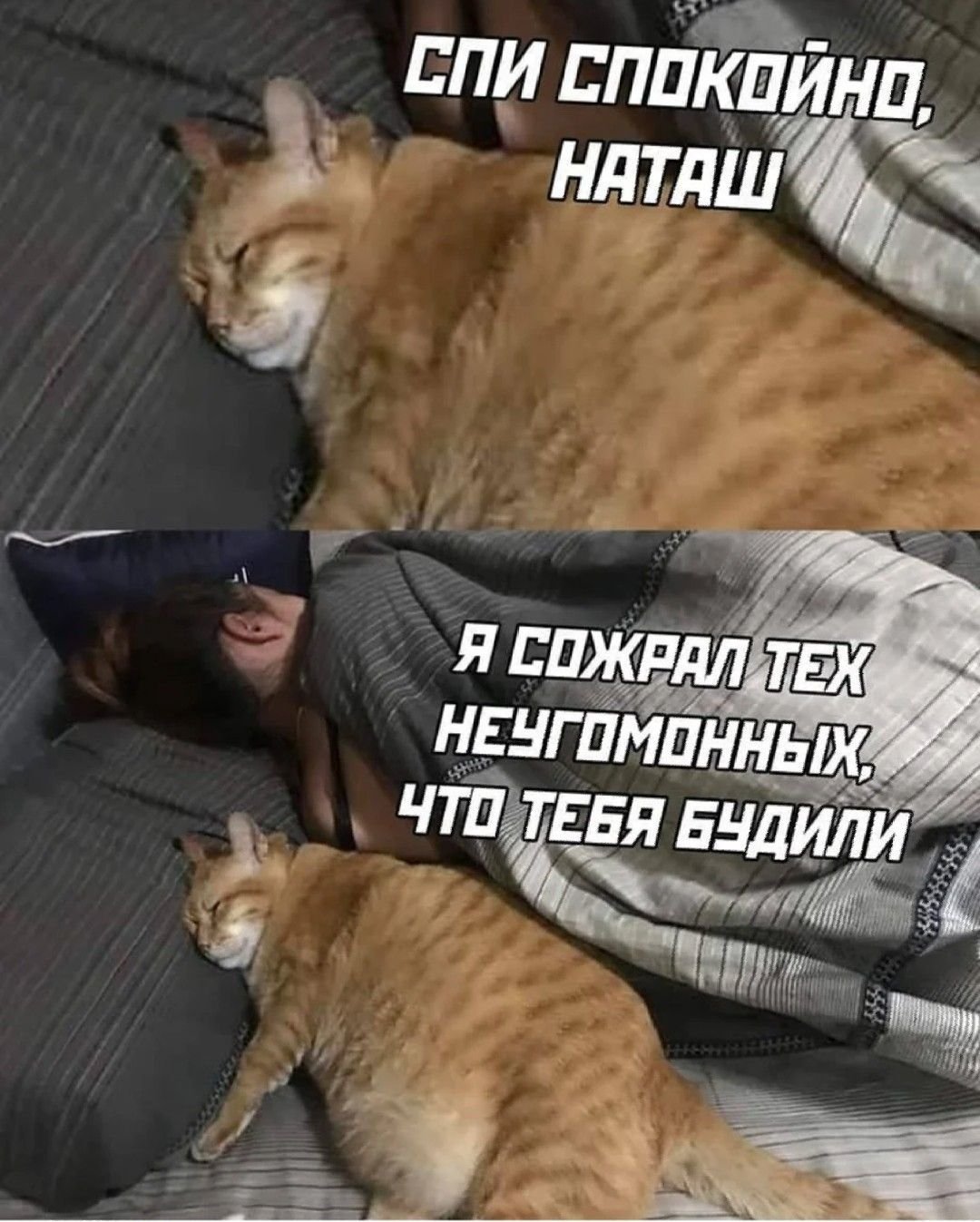 Наташа и коты мемы