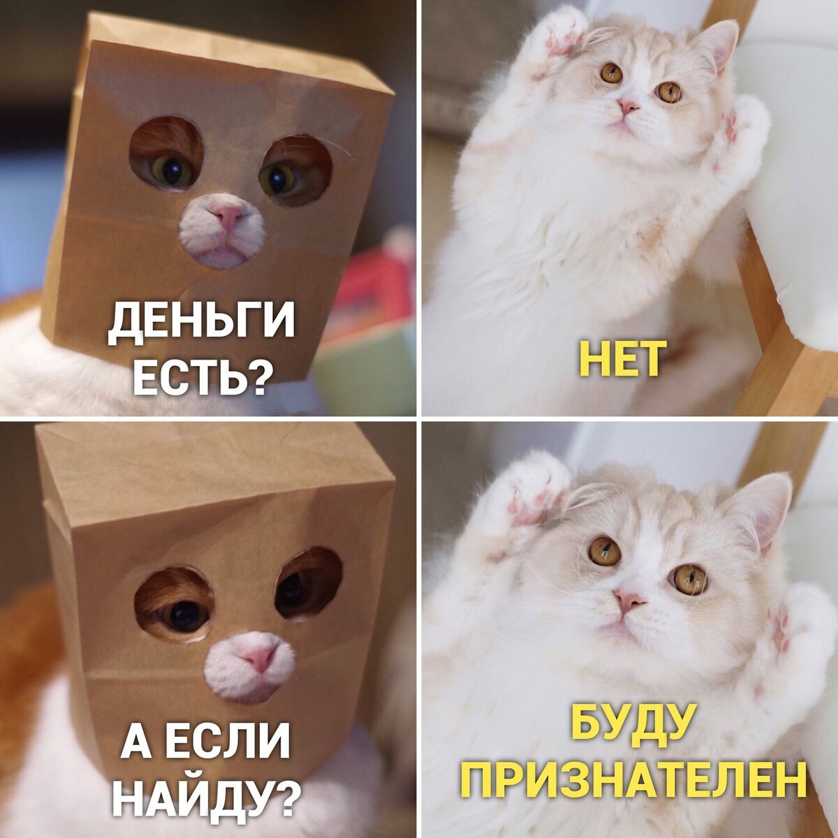 Кот хочет кушать