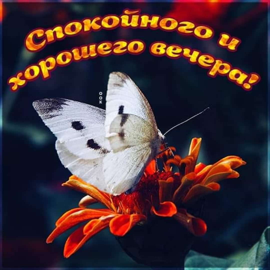 Забавные коты - художник Gary Patterson