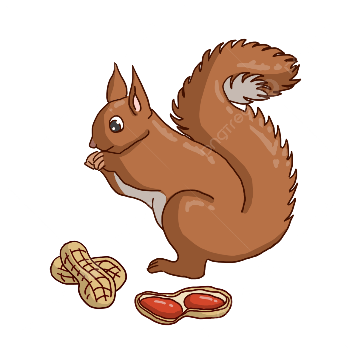 Белочка ест орешки рисунок