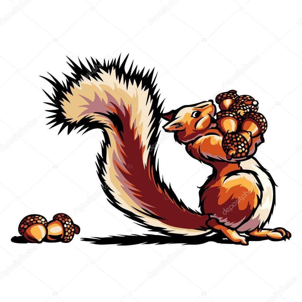 Белка с орешками картинки для детей