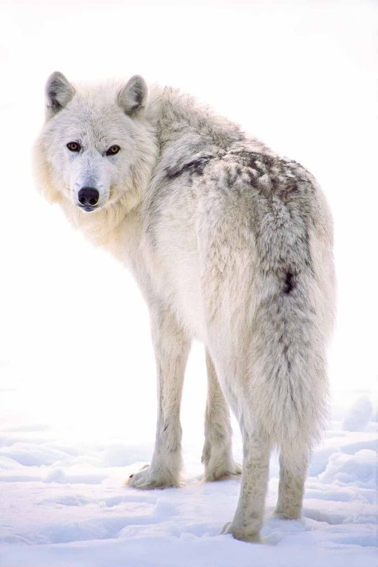 Полярный волк на белом фоне