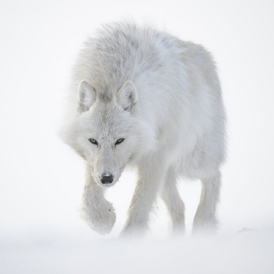 Мельвийский волк островной