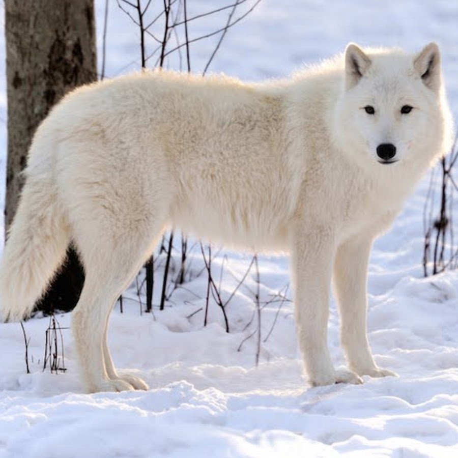Полярный матёрый волк