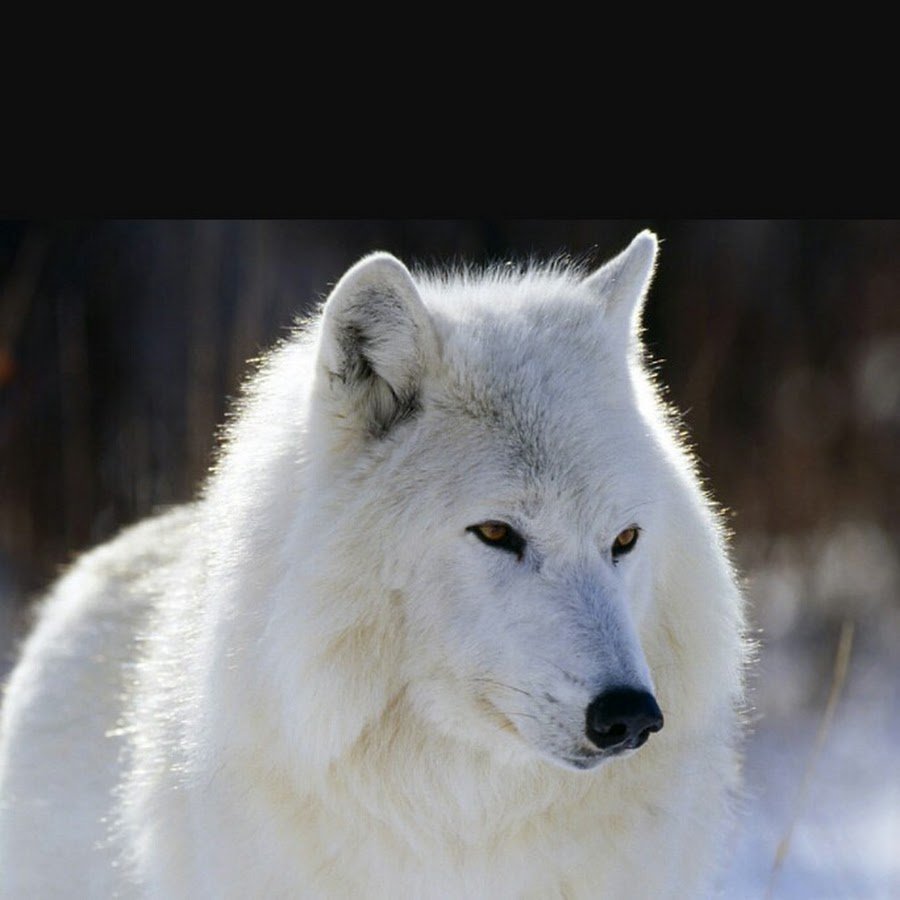 Волк походка фото