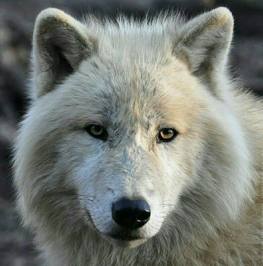 Две белые волчицы