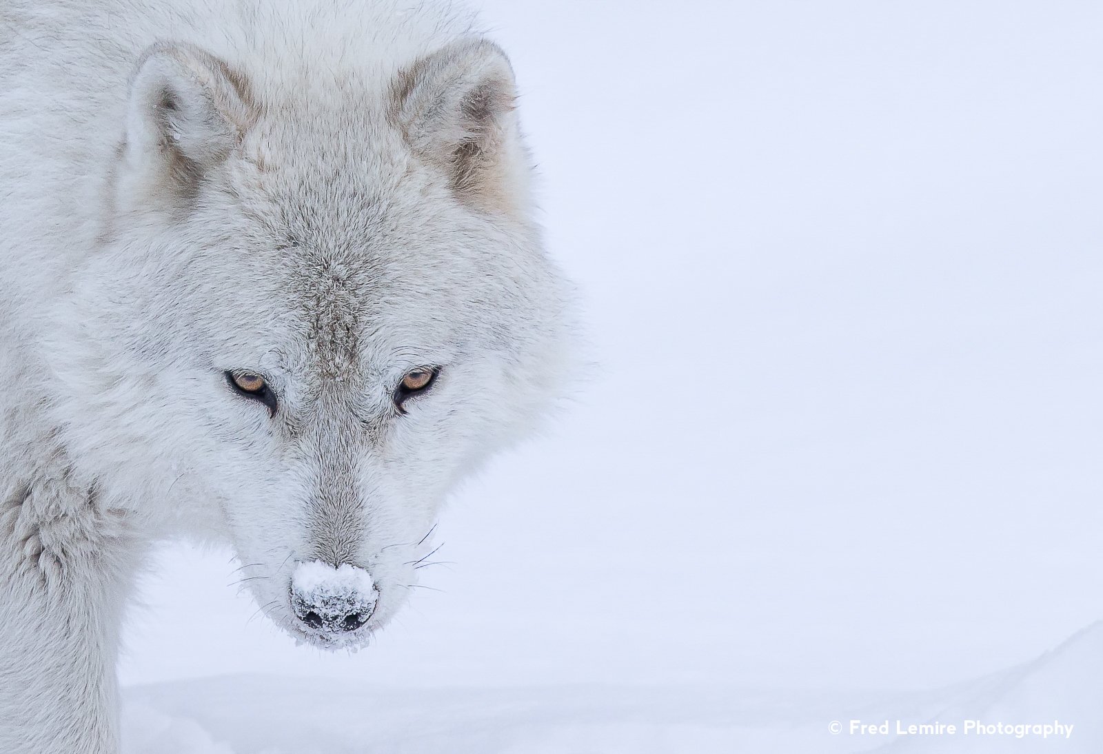 Шизо полярный волк