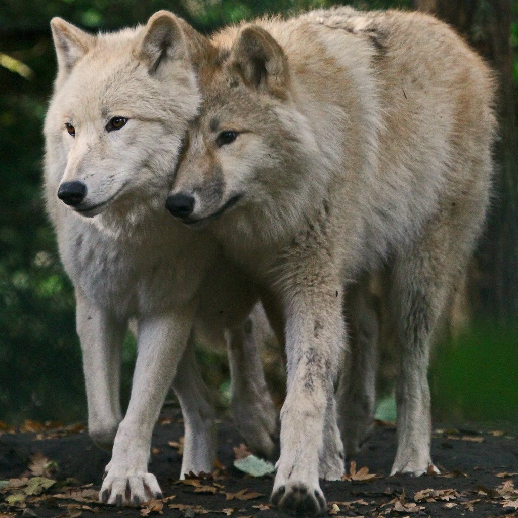 Тундровый волк