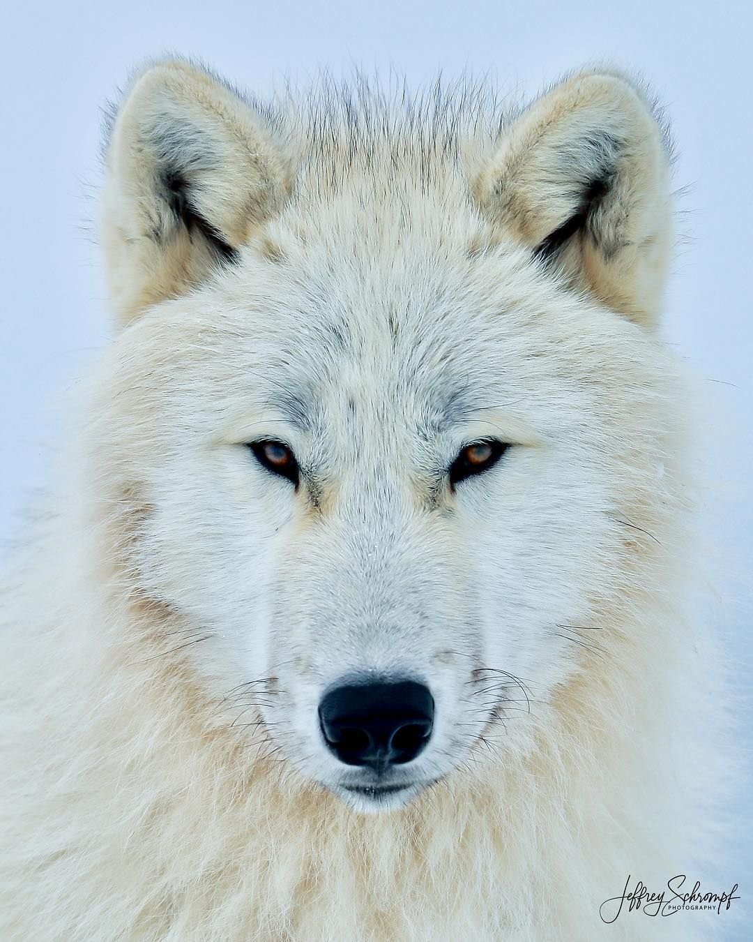 Волк на белом фоне