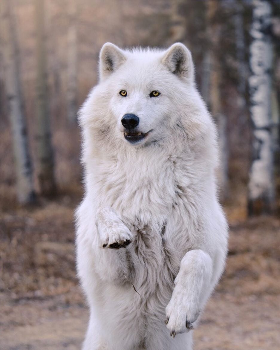 Макензийский Тундровый волк