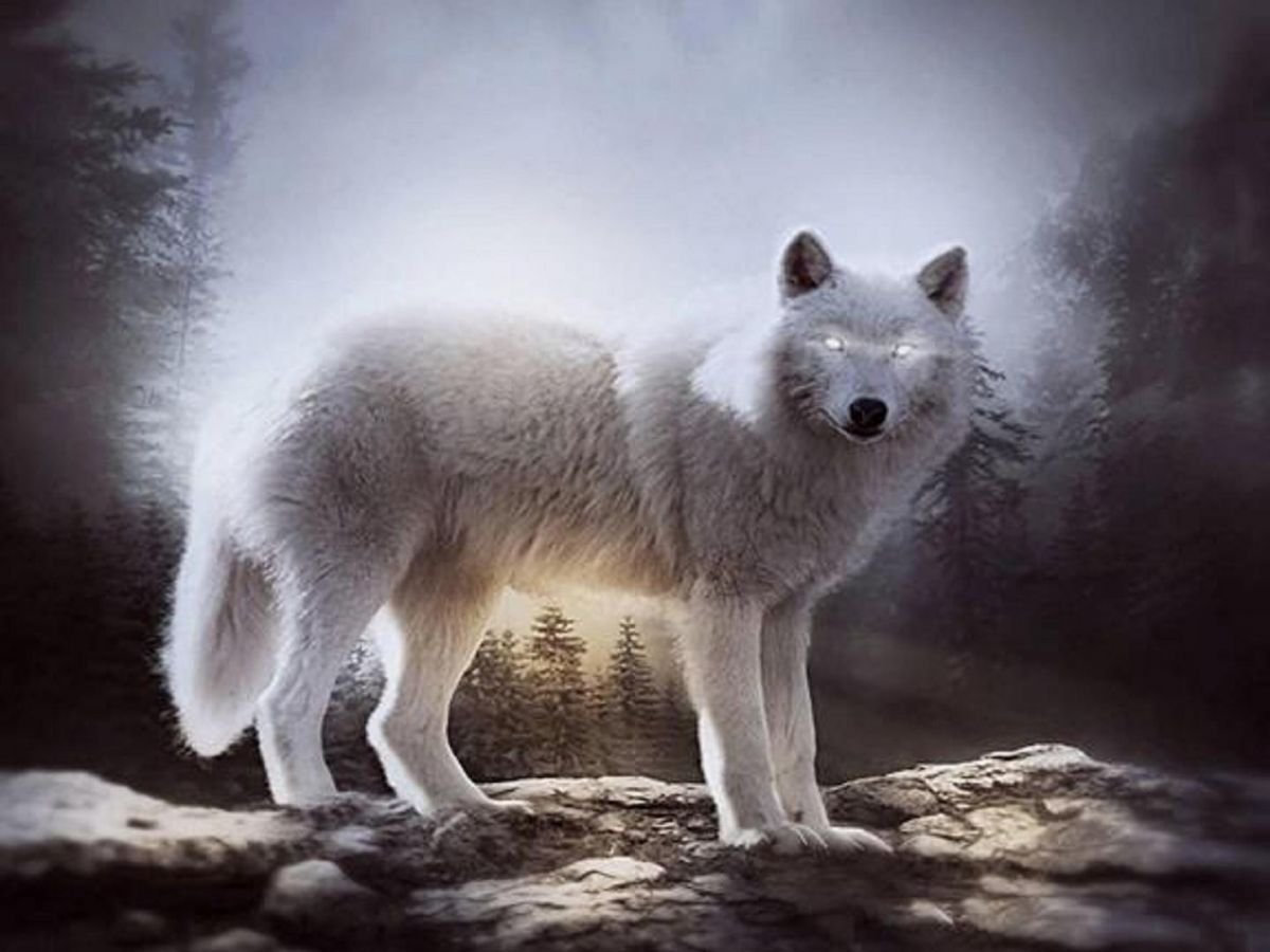 Полярный волк картинка для детей