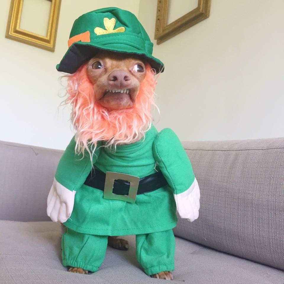 Лепрекон ирландская мифология